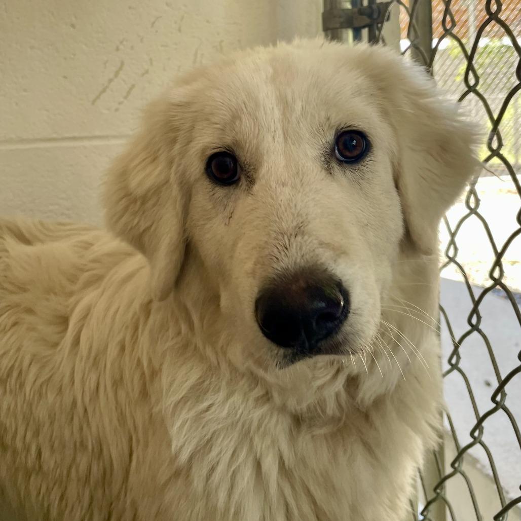 Lolly 26-0297, Adoptable, Young Female Great Pyrenees.