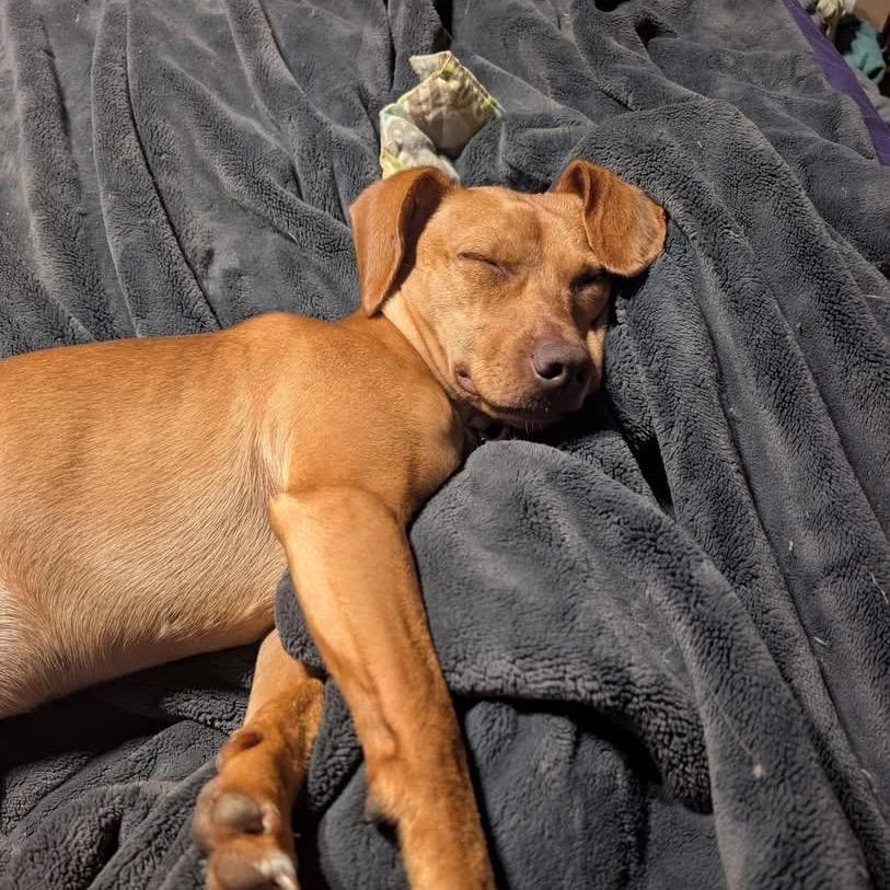 Cricket, Adoptable, Young Female Beagle & Dachshund.