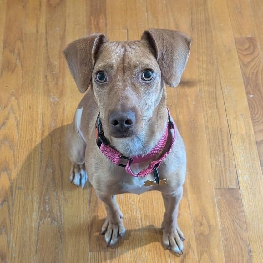 Cricket, a Adoptable mixed breed in Saint John, IN image 4/4