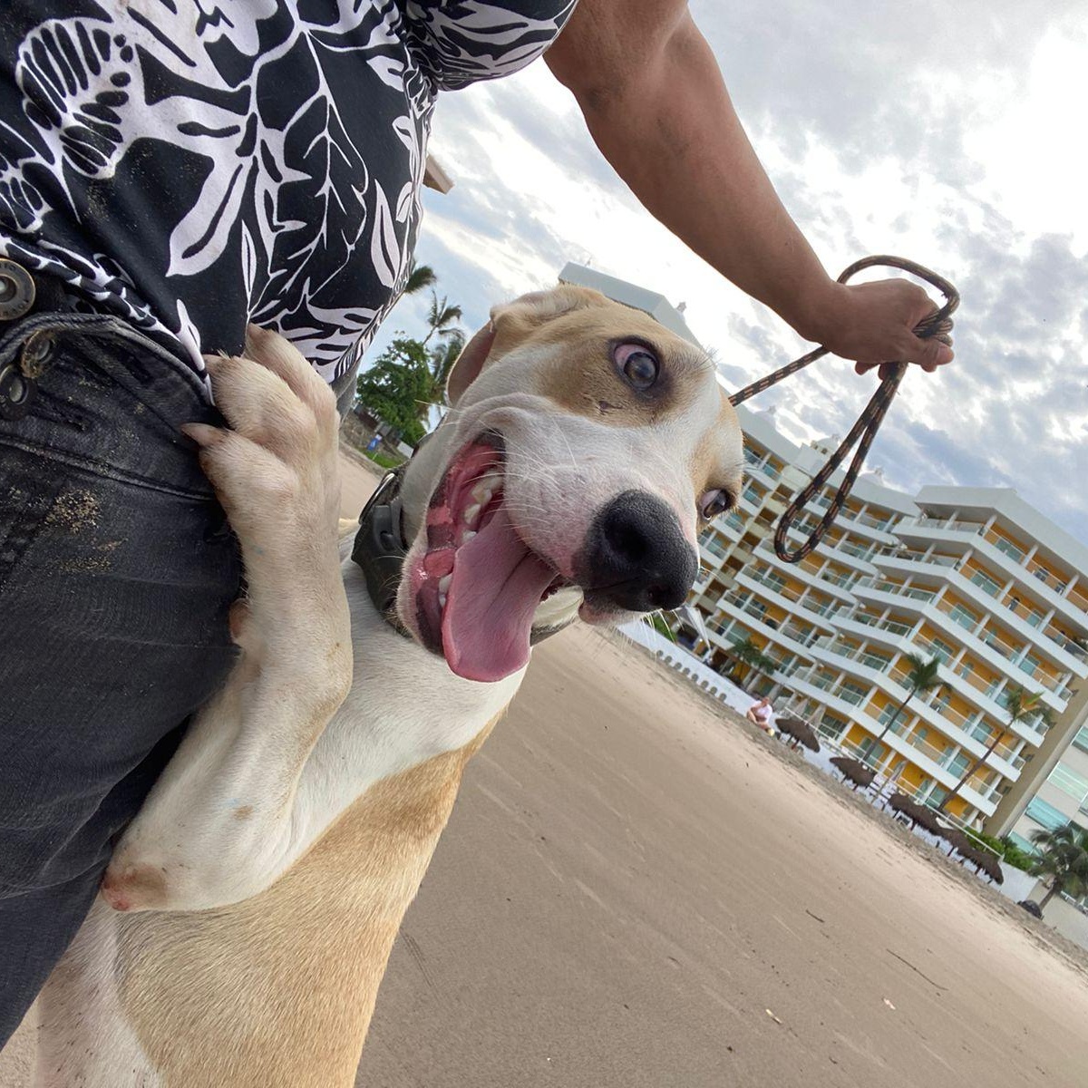 Bruno