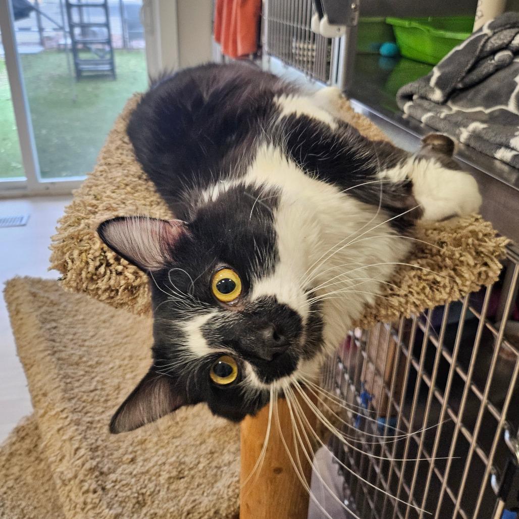 Enlarge Oreo, a Adoptable Domestic Long Hair in Spokane, WA image 1/3