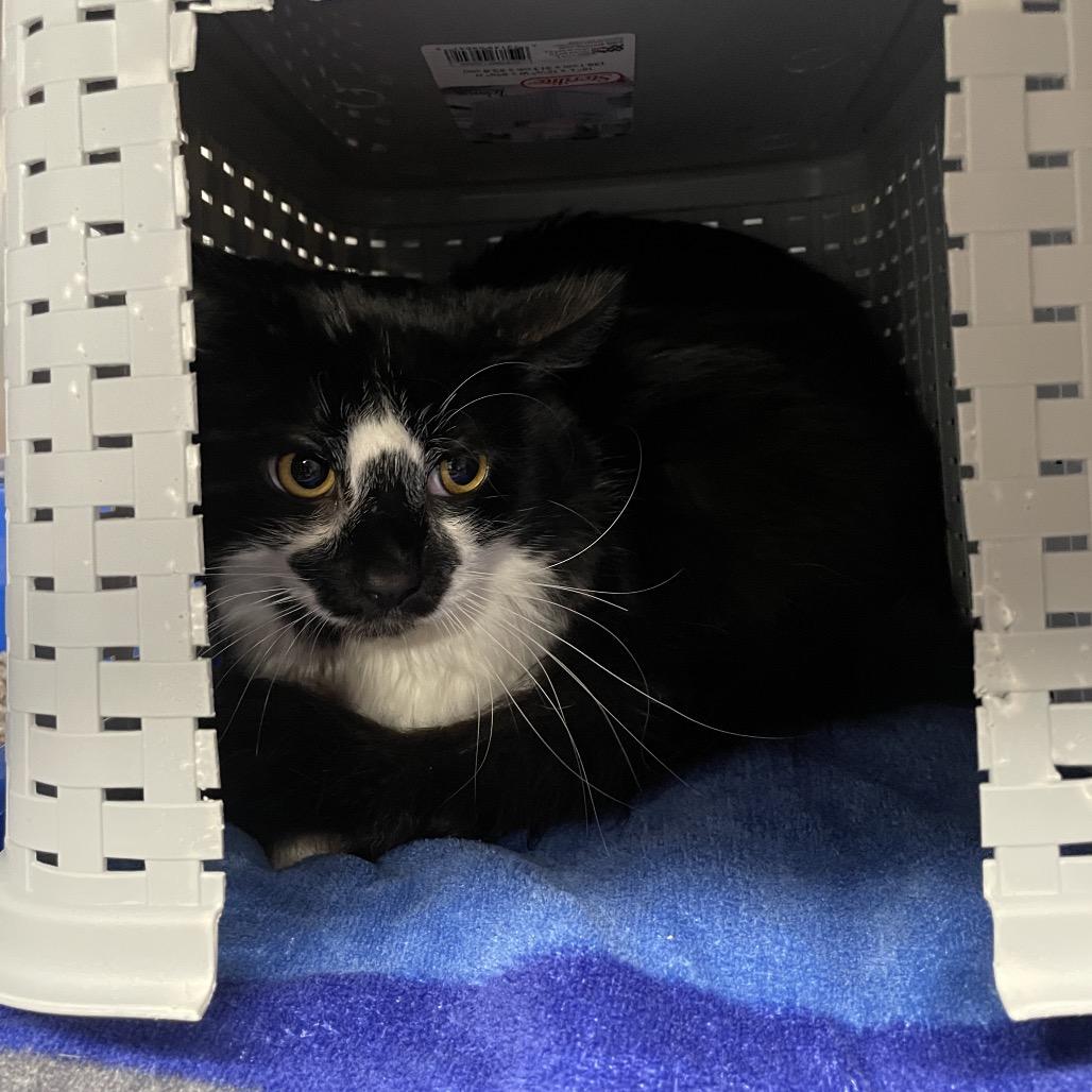 Enlarge Oreo, a Adoptable Domestic Long Hair in Spokane, WA image 2/3