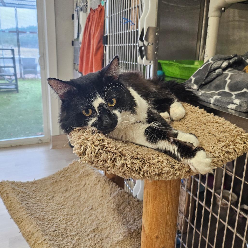 Enlarge Oreo, a Adoptable Domestic Long Hair in Spokane, WA image 3/3