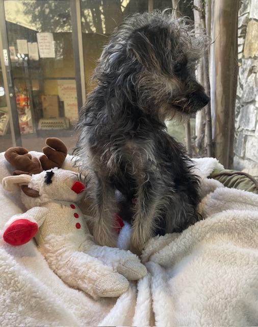 Woe, a Adoptable Yorkshire Terrier in Fort Worth, TX image 1/3