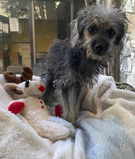 Woe, a Adoptable Yorkshire Terrier in Fort Worth, TX image 2/3