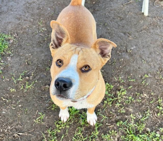 Enlarge Hank, a ADOPTABLE mixed breed in Santa Rosa, CA image 4/5