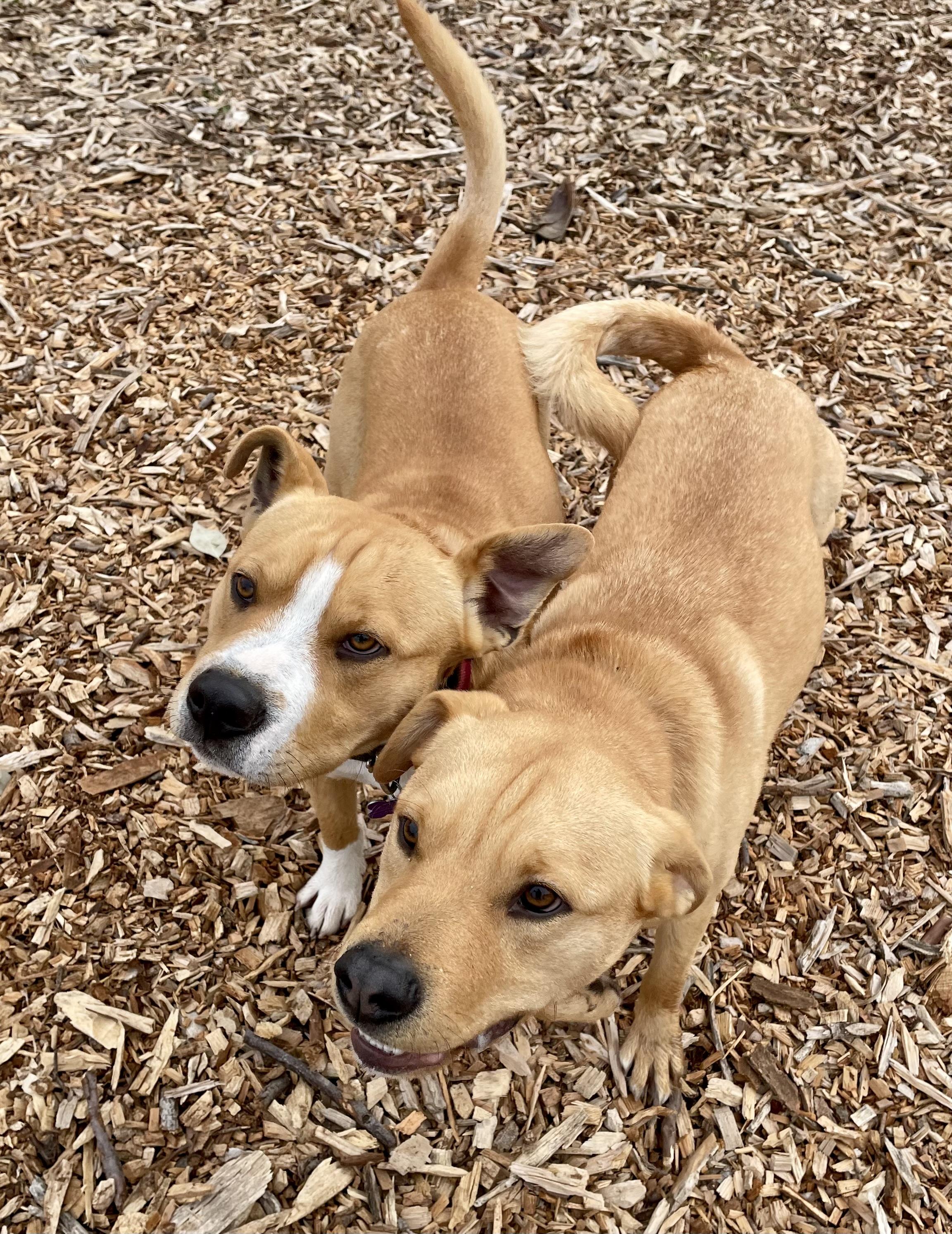 Enlarge Hank, a ADOPTABLE mixed breed in Santa Rosa, CA image 2/5