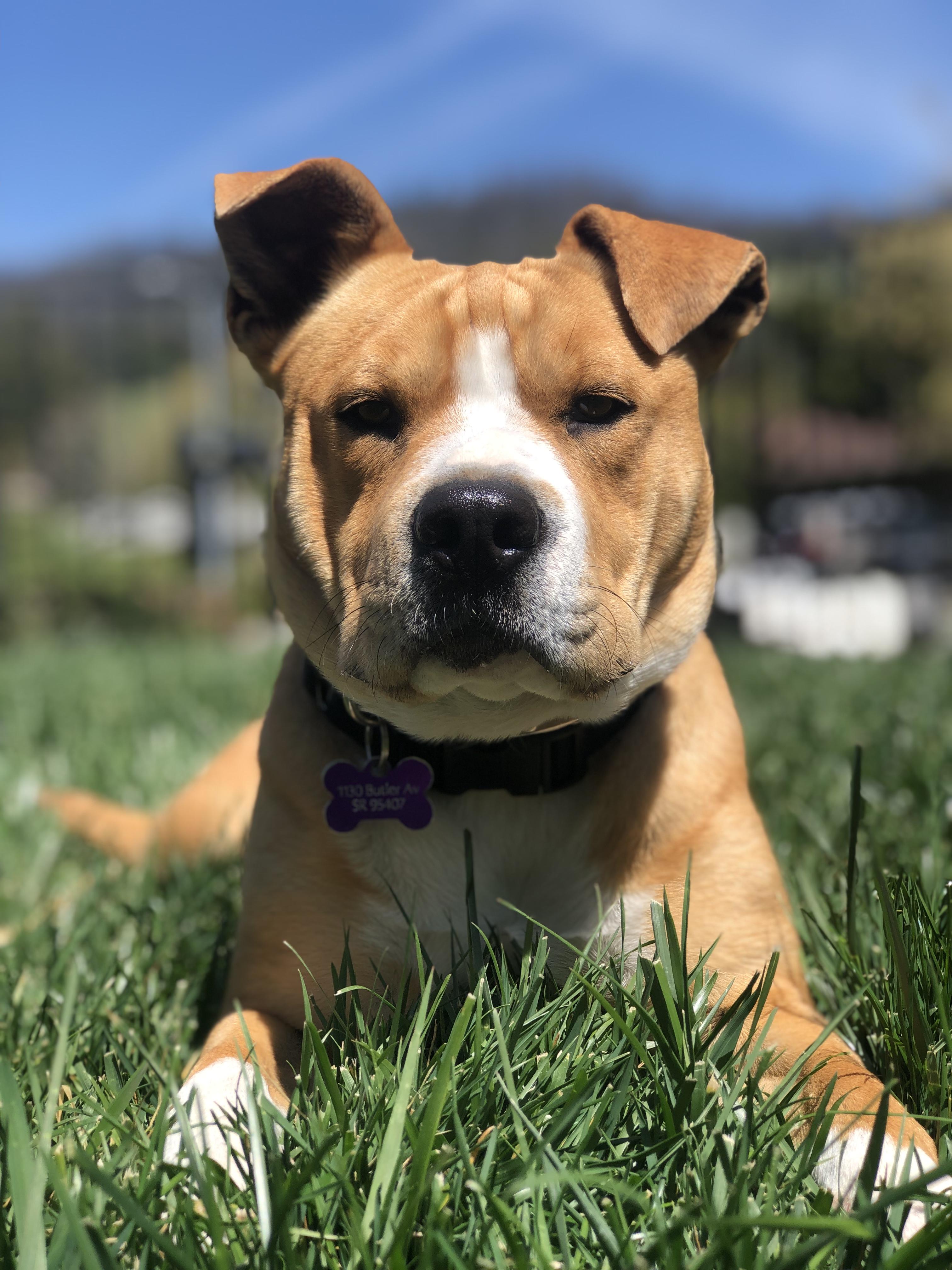 Hank, ADOPTABLE, Adult Male Shar-Pei.