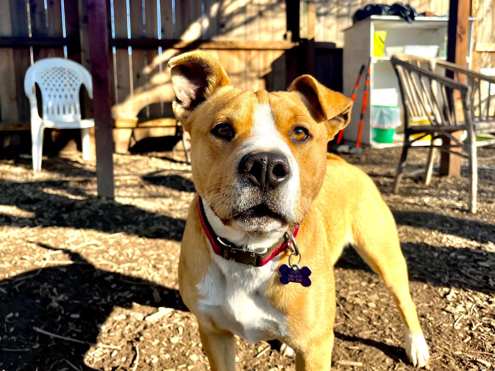 Enlarge Hank, a ADOPTABLE mixed breed in Santa Rosa, CA image 3/5