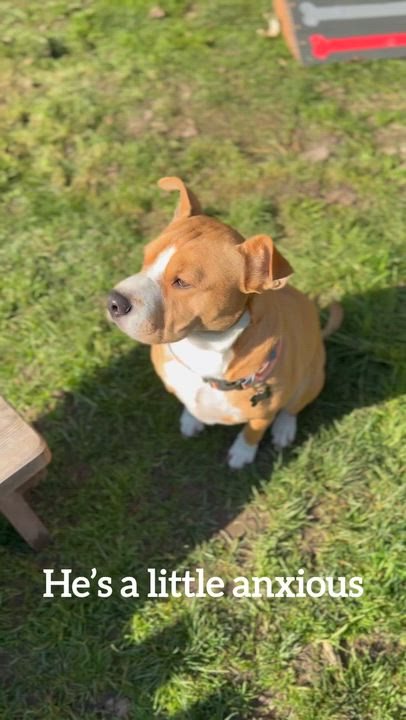 Enlarge Hank, a ADOPTABLE mixed breed in Santa Rosa, CA video 5/5