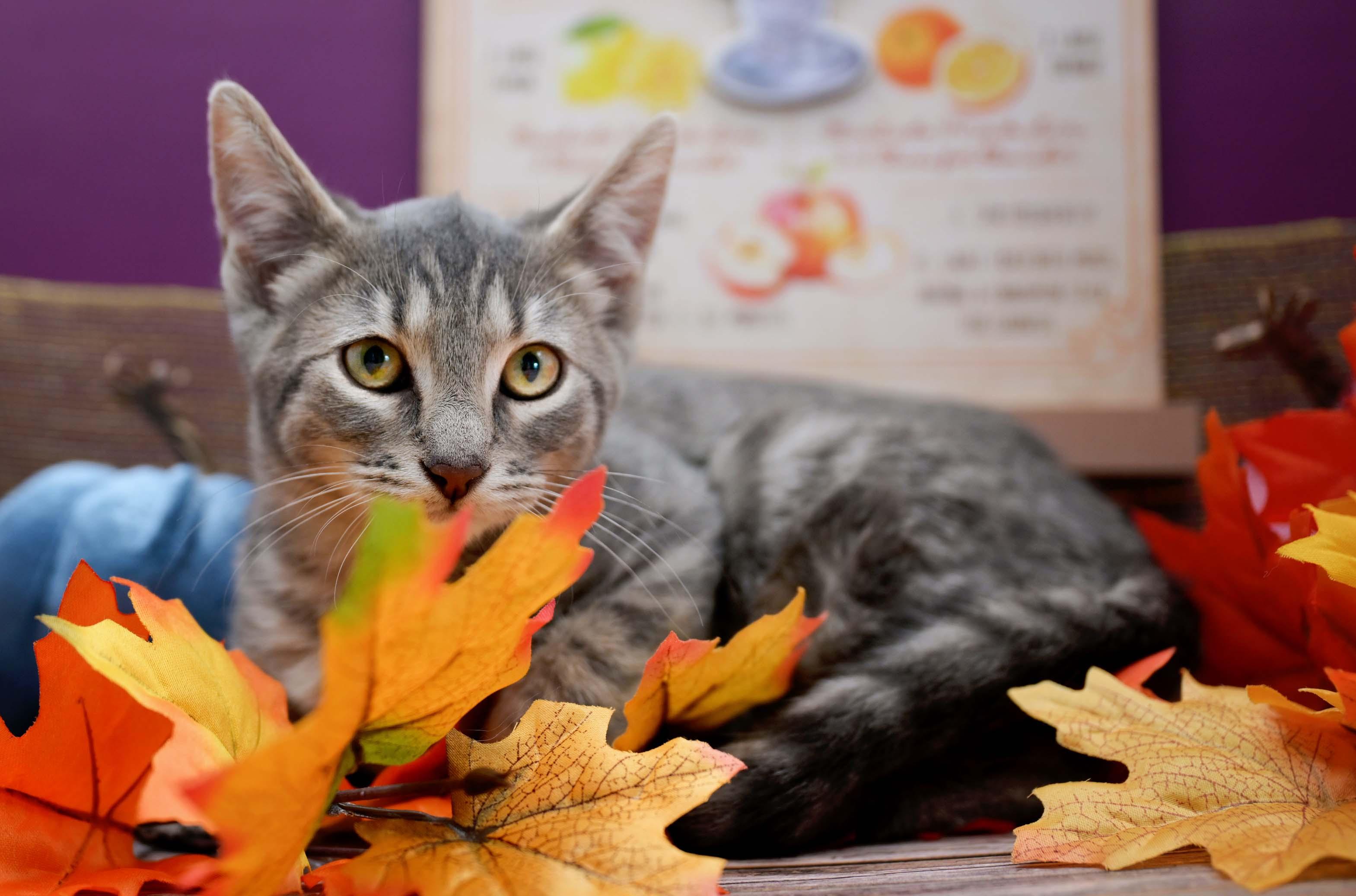 Enlarge STARFISH, a Adoptable Domestic Short Hair in Graham, WA image 1/4