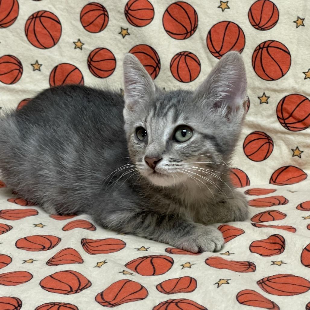 Enlarge STARFISH, a Adoptable Domestic Short Hair in Graham, WA image 4/4
