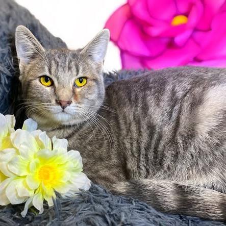 STARFISH, Adoptable, Kitten Male Domestic Short Hair.