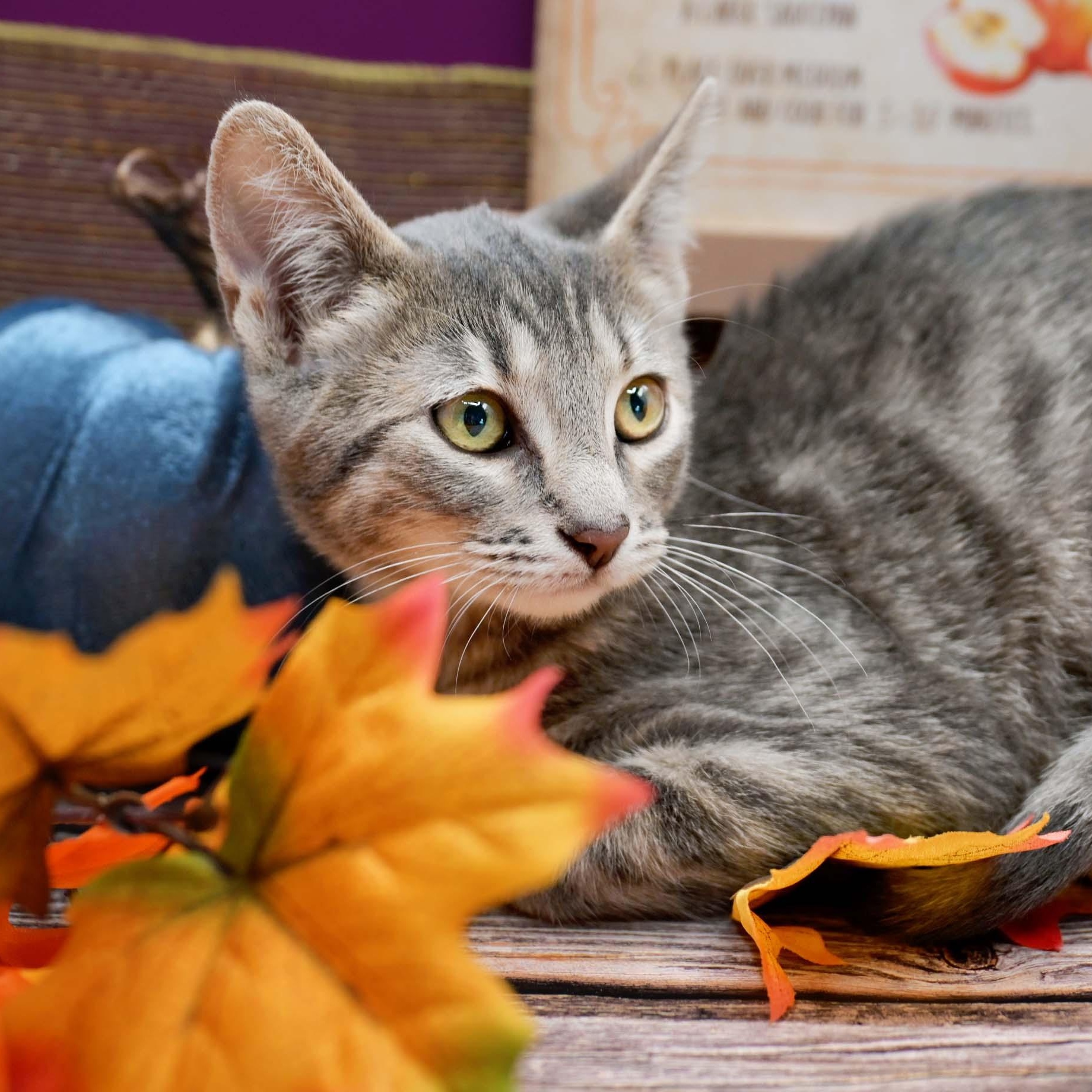 STARFISH, Adoptable, Kitten Male Domestic Short Hair.