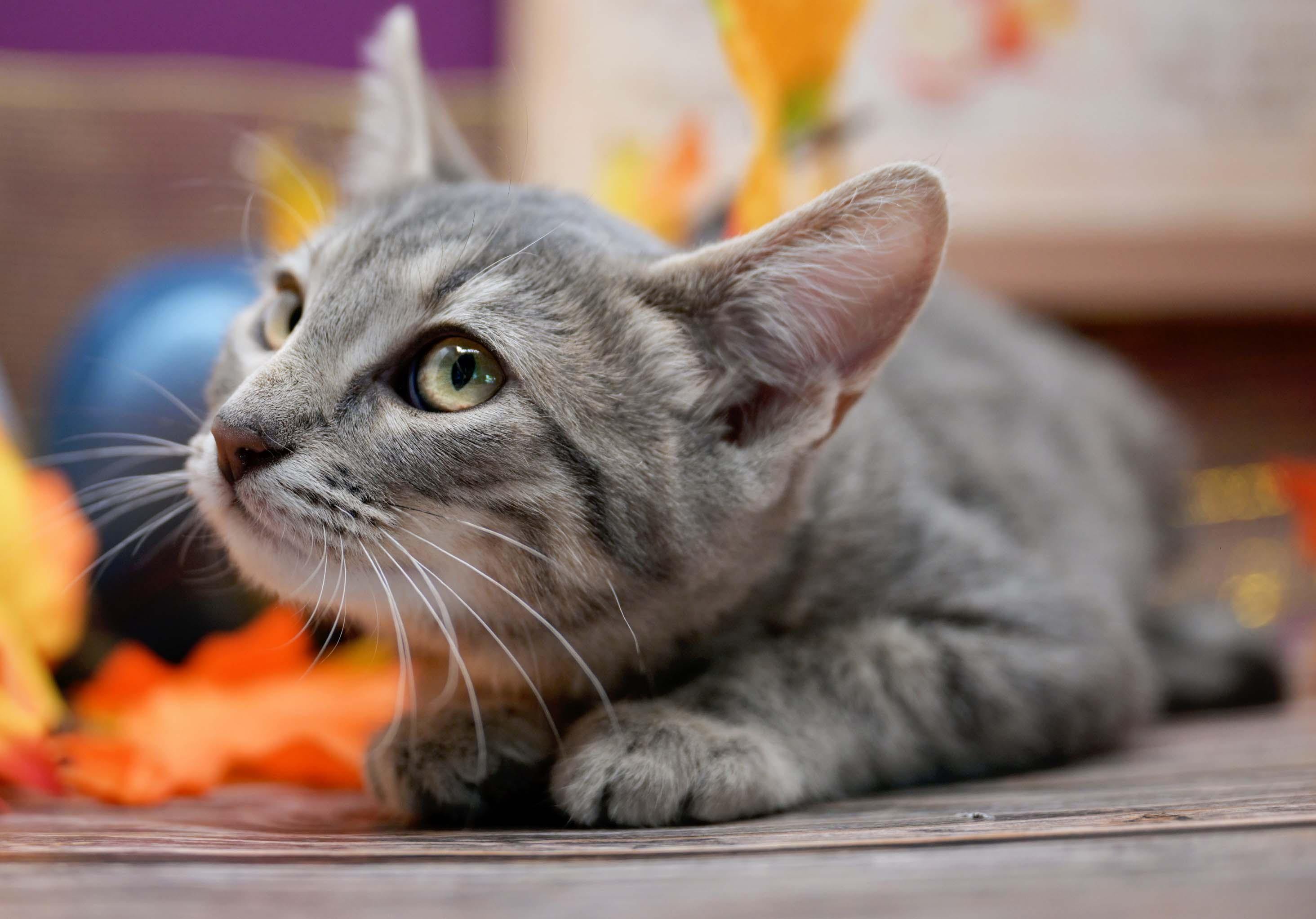 Enlarge STARFISH, a Adoptable Domestic Short Hair in Graham, WA image 3/4