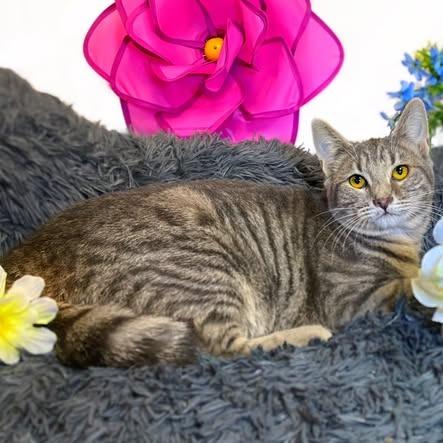 Enlarge STARFISH, a Adoptable Domestic Short Hair in Graham, WA image 2/2