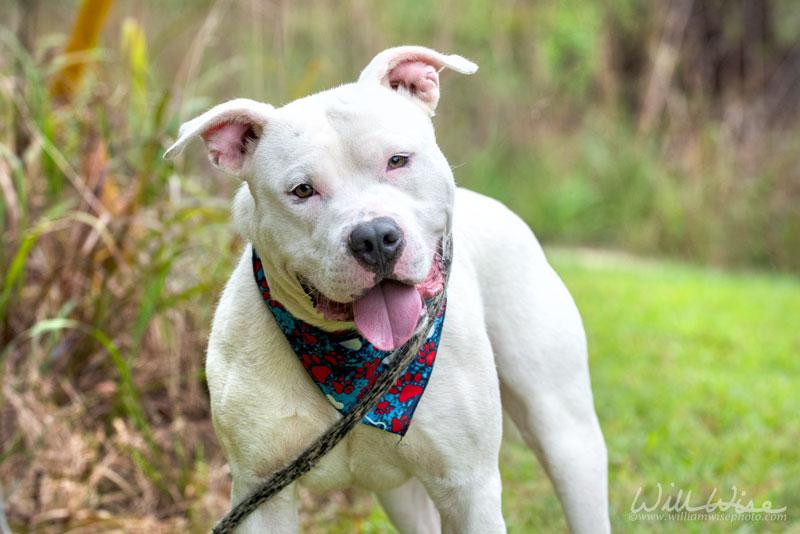 Elvis, ADOPTABLE, Adult Male Pit Bull Terrier.