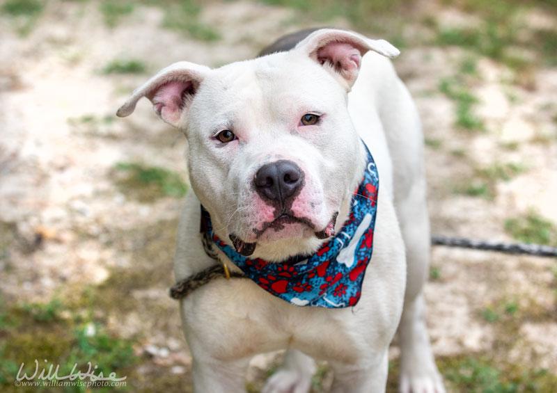 Elvis, a ADOPTABLE Pit Bull Terrier in Monroe, GA image 4/5