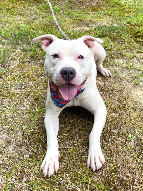 Elvis, a ADOPTABLE Pit Bull Terrier in Monroe, GA image 5/5