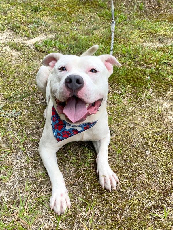 Elvis, a ADOPTABLE Pit Bull Terrier in Monroe, GA image 3/5