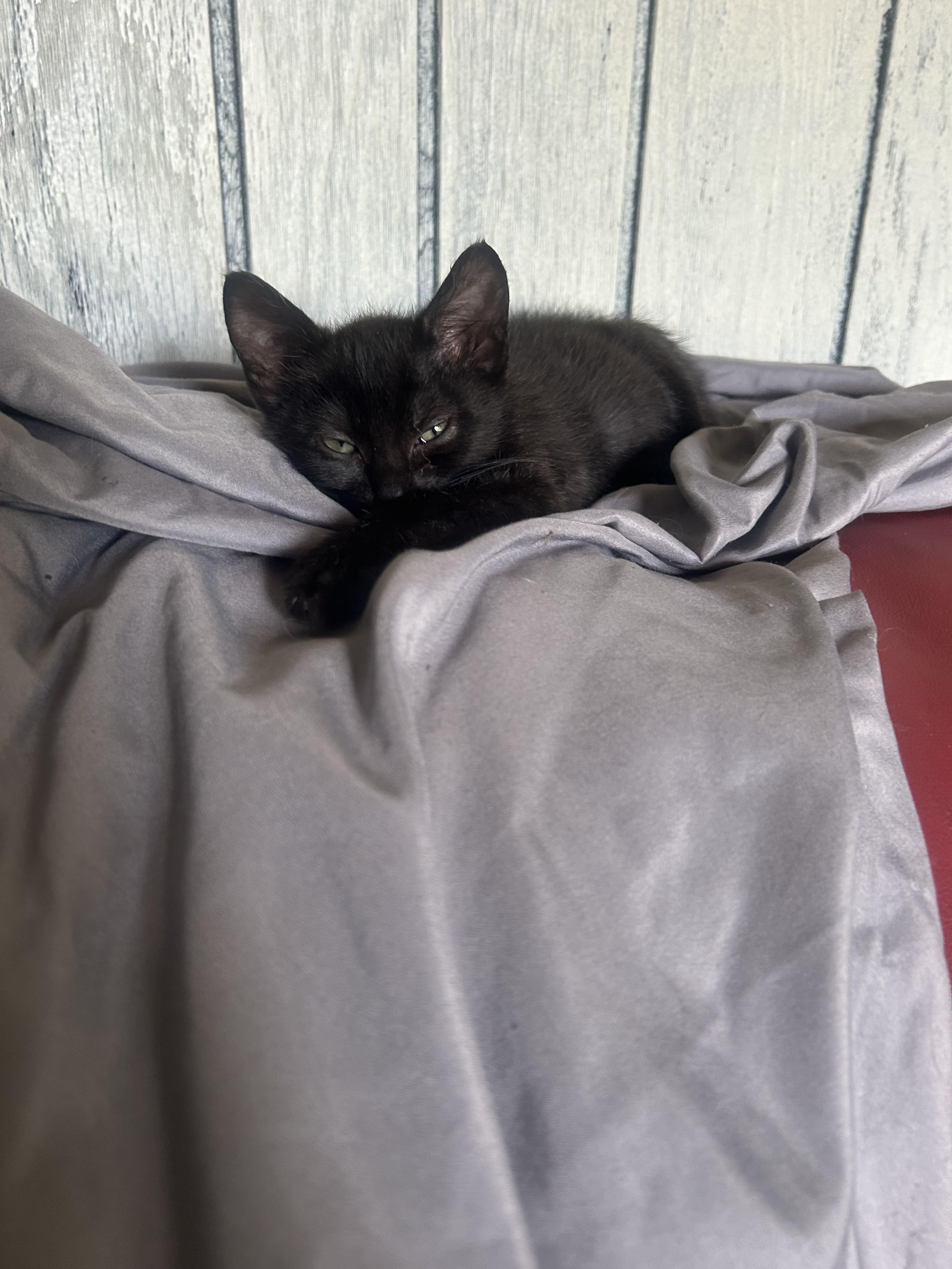 Enlarge Winnie, an adopted Domestic Short Hair in Morgantown, WV image 1/1