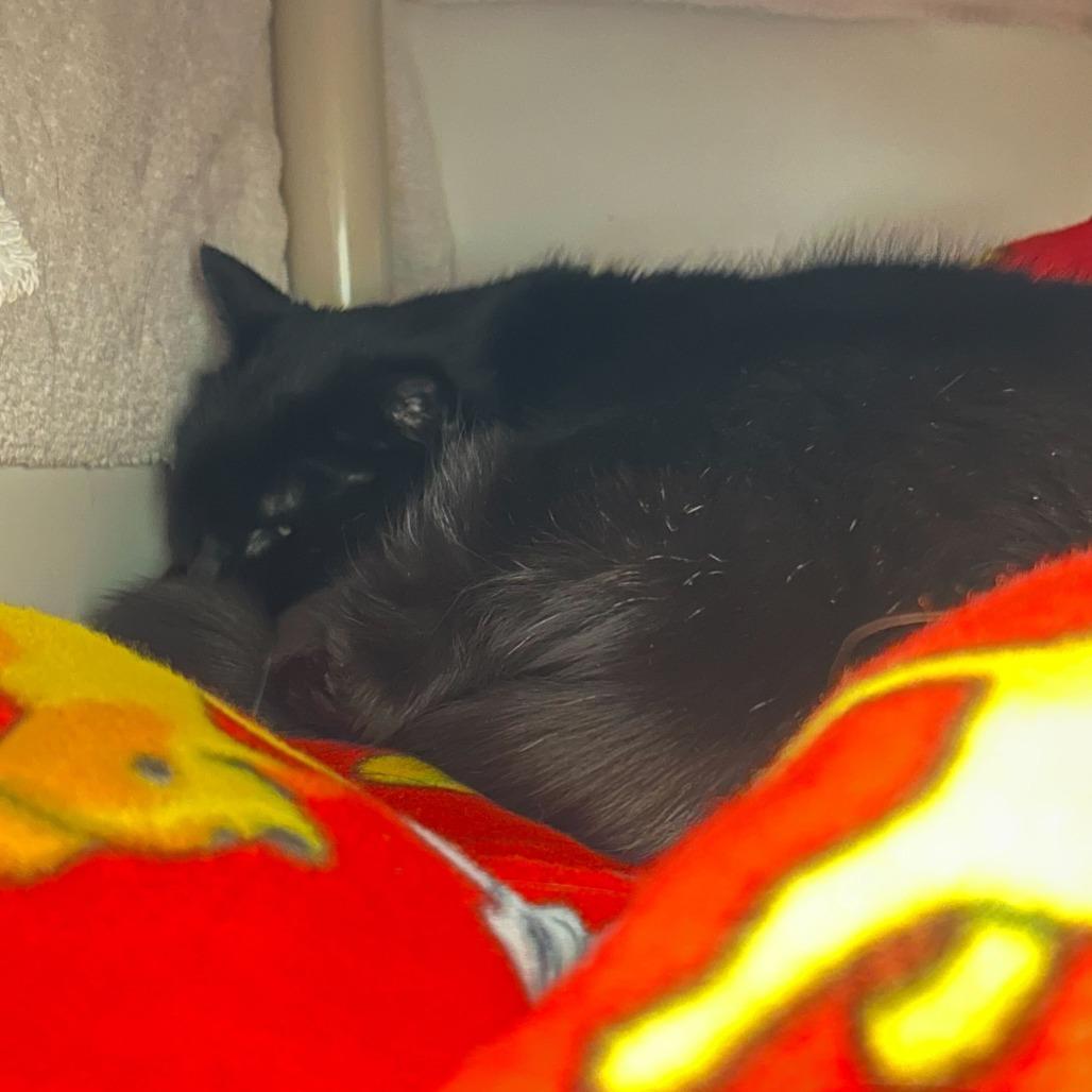 Sven, a Adoptable Domestic Short Hair in Dover, NH image 1/2