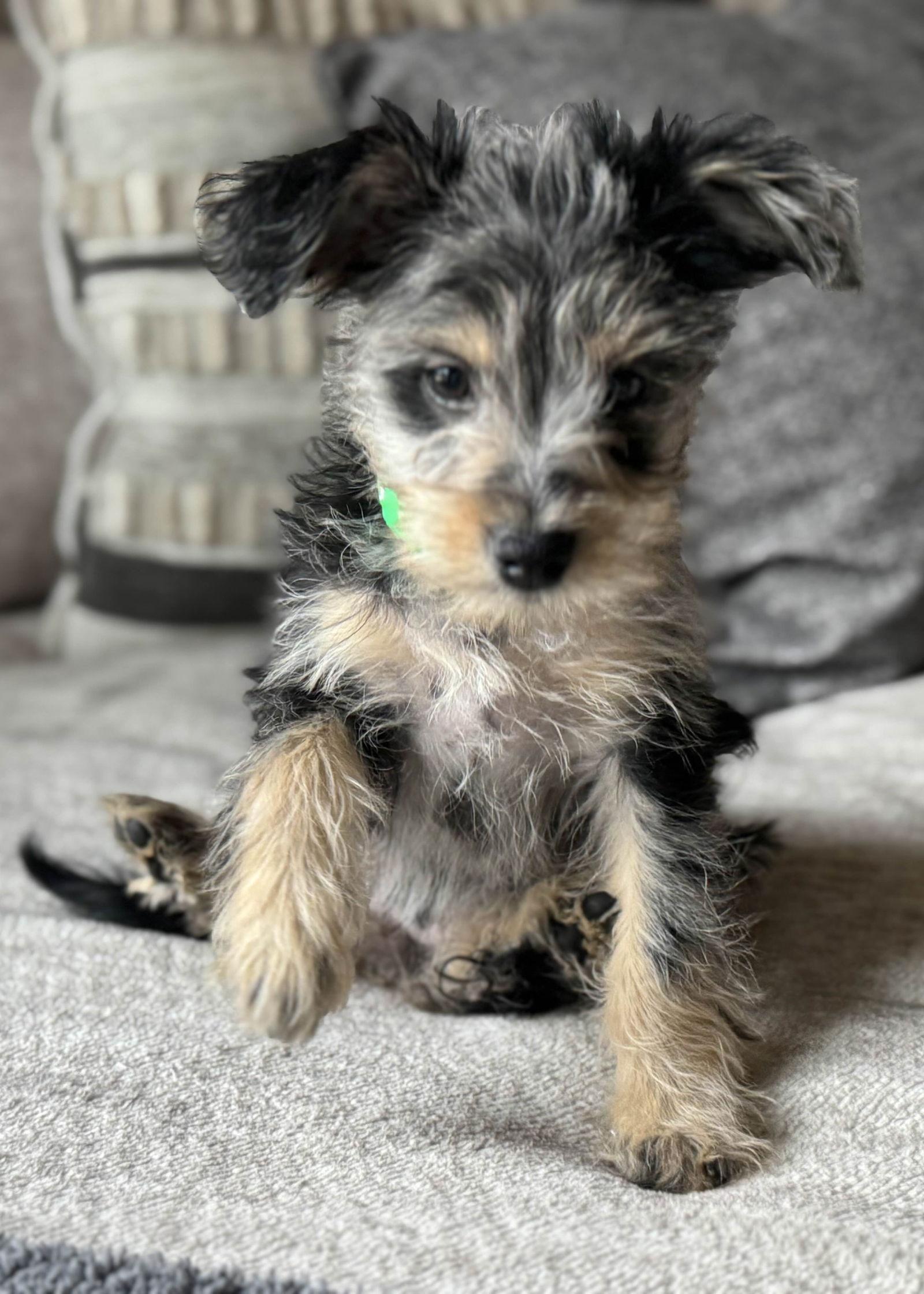 Cindy Brady, Adoptable, Puppy Female Yorkshire Terrier & Schnauzer.
