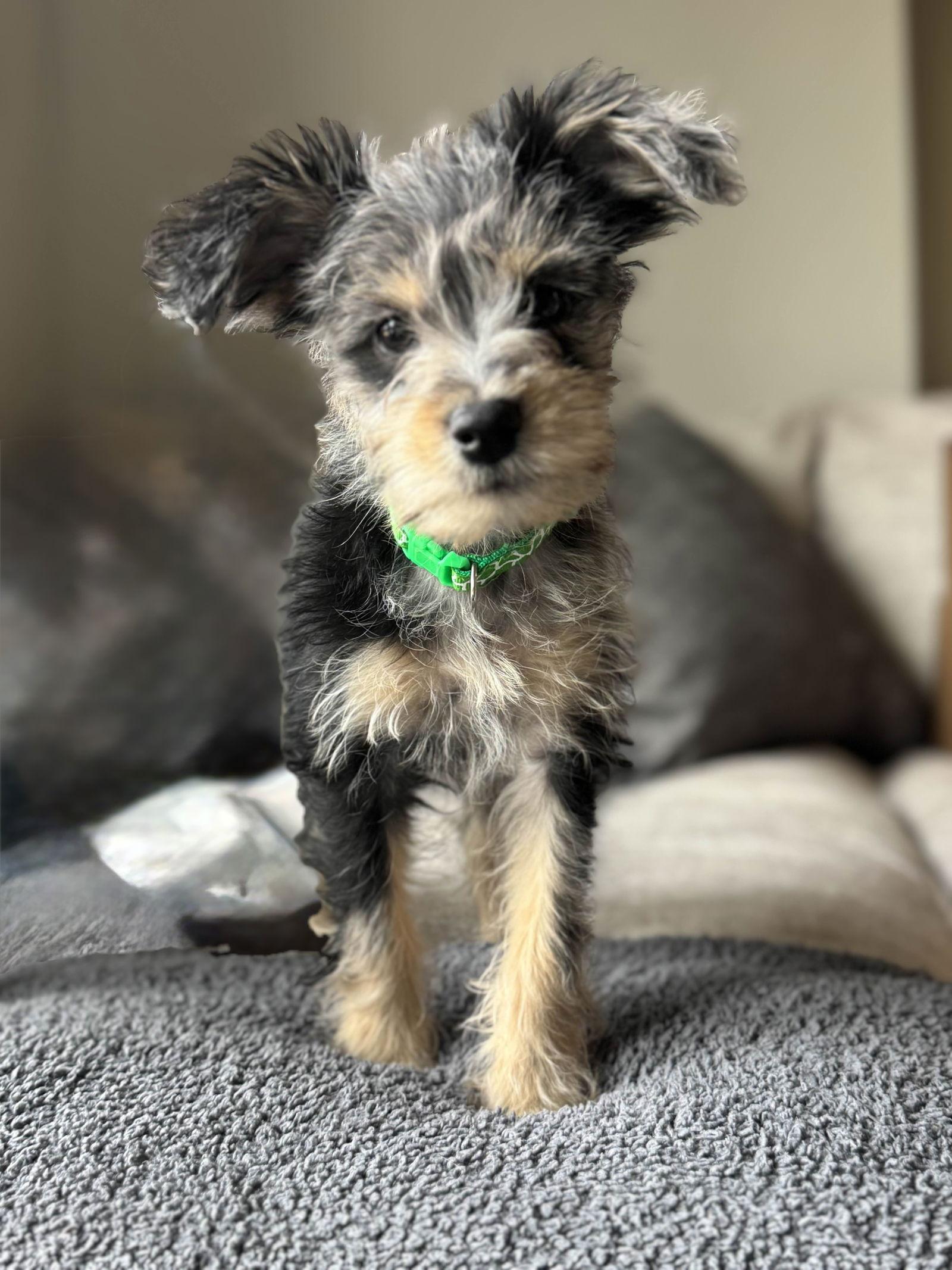 Enlarge Cindy Brady, a Adoptable mixed breed in Fort Worth, TX image 2/3