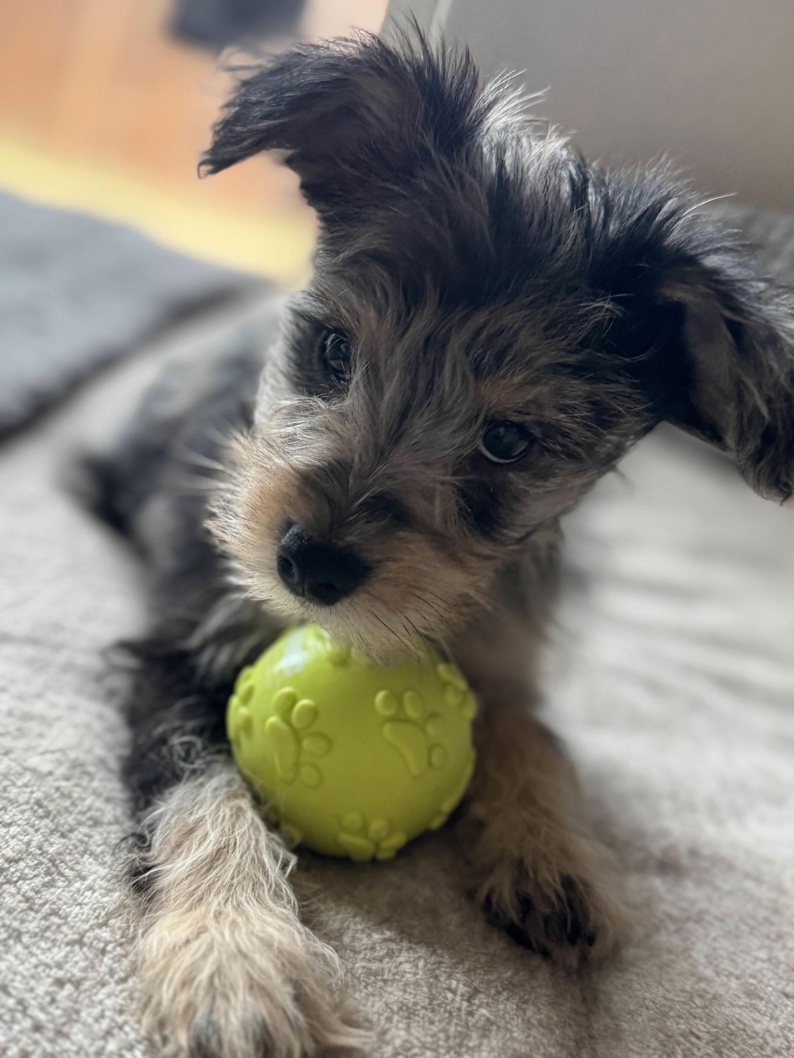 Enlarge Cindy Brady, a Adoptable mixed breed in Fort Worth, TX image 3/3