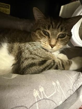 Enlarge Junior, a Adoptable mixed breed in Shawano, WI image 1/1