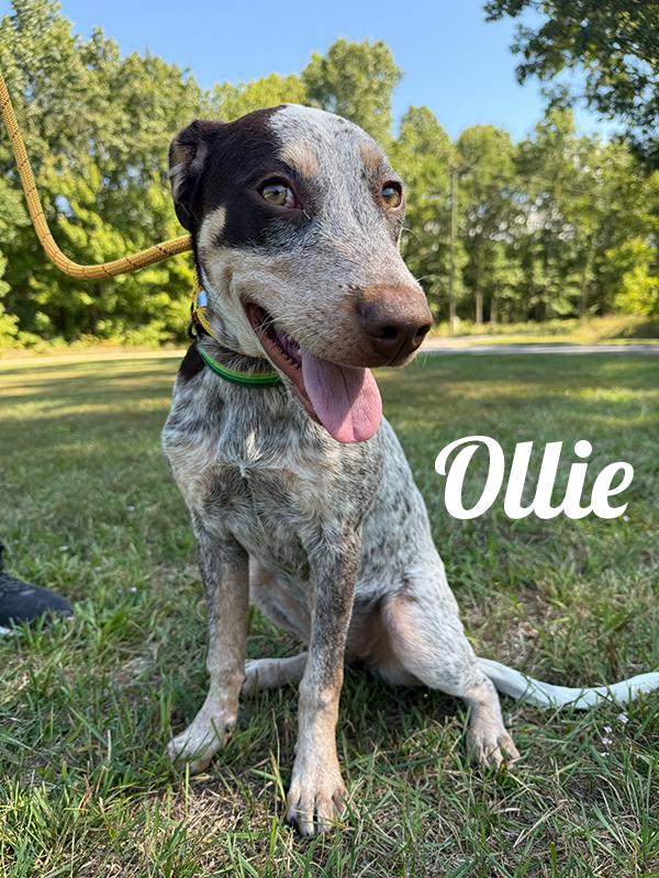 Ollie