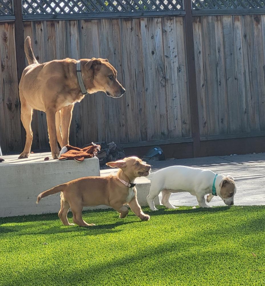 Penny, Adopted, Puppy Female Dachshund & American Staffordshire Terrier.