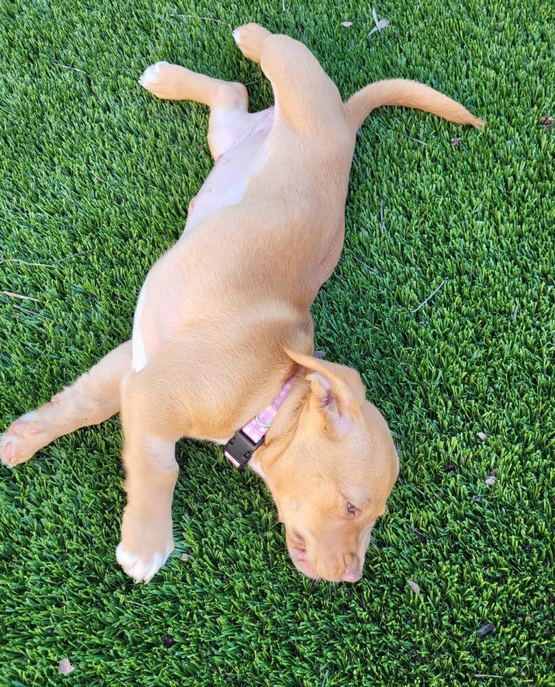 Penny, a Adopted mixed breed in Pleasant Hill, CA image 2/6