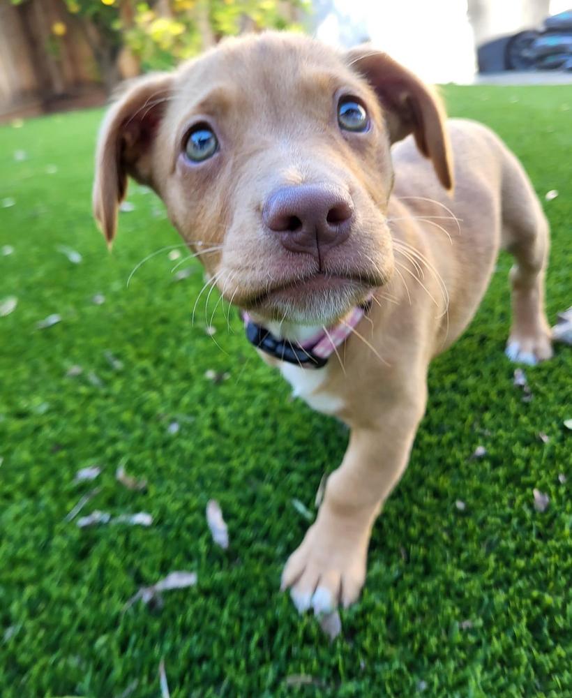 Penny, a Adopted mixed breed in Pleasant Hill, CA image 3/6