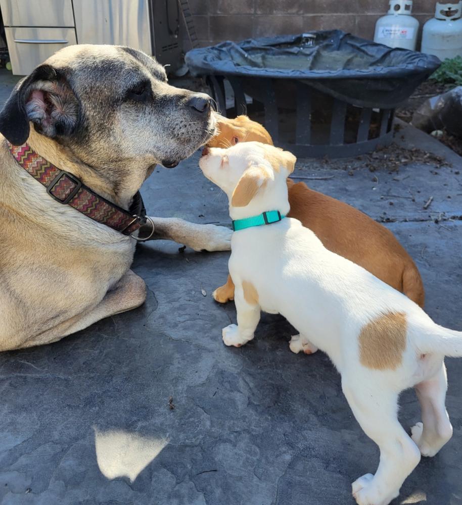 Penny, a Adopted mixed breed in Pleasant Hill, CA image 5/6