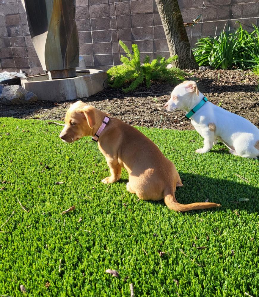 Penny, a Adopted mixed breed in Pleasant Hill, CA image 6/6