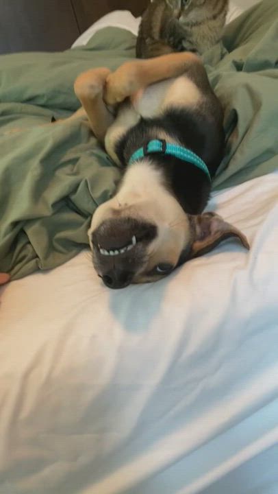 Enlarge BAMBI, a Adopted mixed breed in New York, NY video 1/2