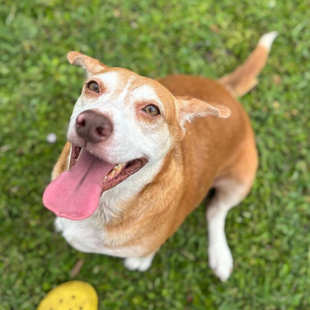 STELLA, Adoptable, Adult Female Beagle.