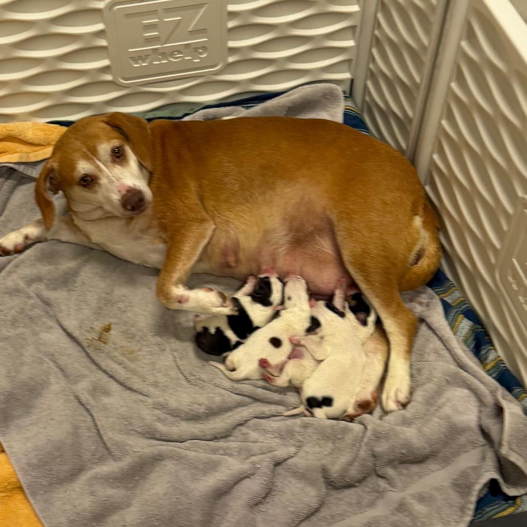 STELLA, a Adoptable Beagle in Wellington, FL image 2/6