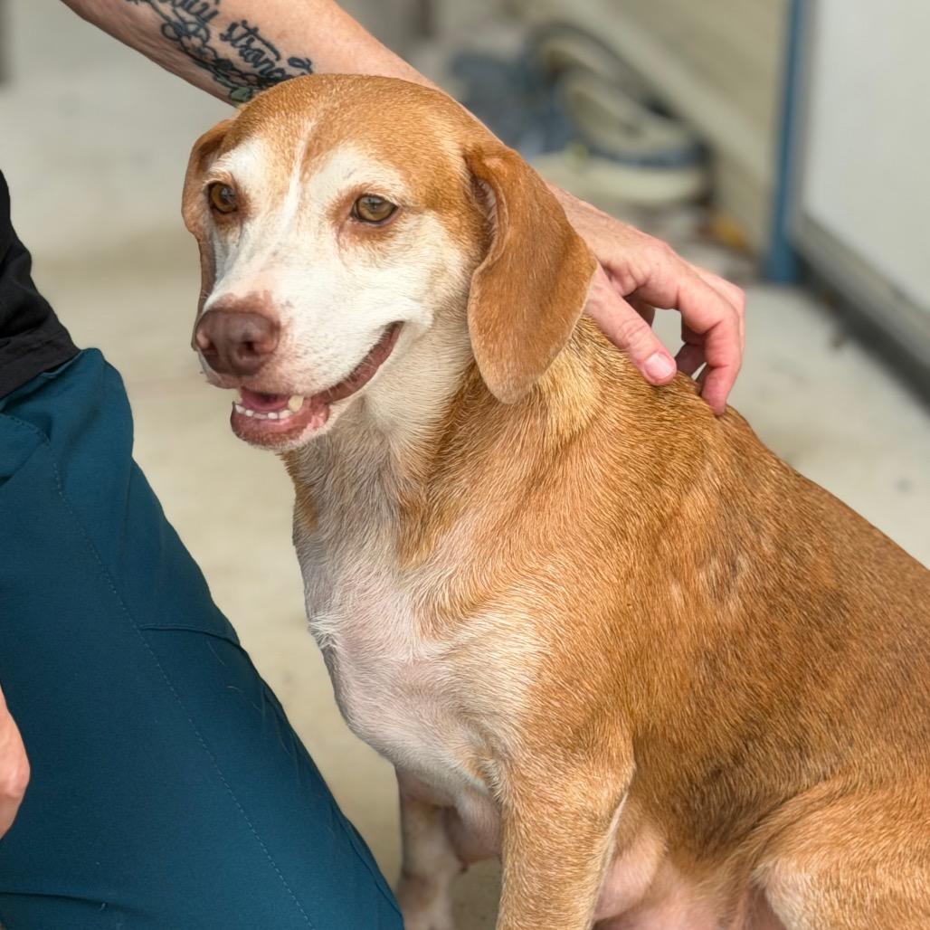 STELLA, a Adoptable Beagle in Wellington, FL image 3/6