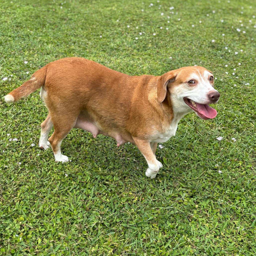 STELLA, a Adoptable Beagle in Wellington, FL image 4/6
