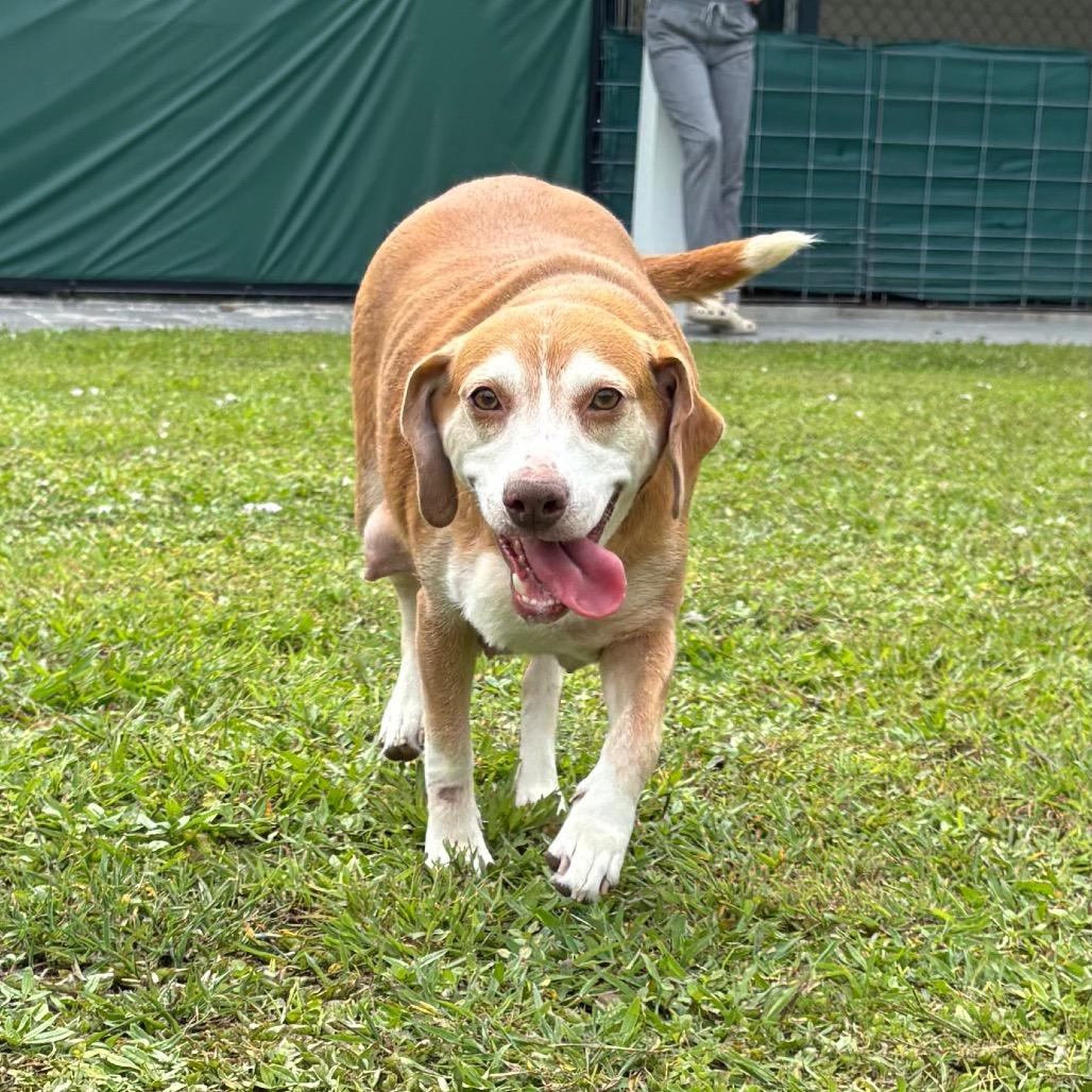 STELLA, a Adoptable Beagle in Wellington, FL image 5/6