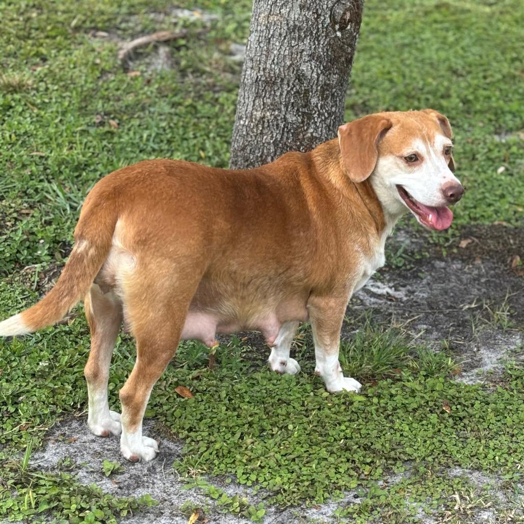 STELLA, a Adoptable Beagle in Wellington, FL image 6/6