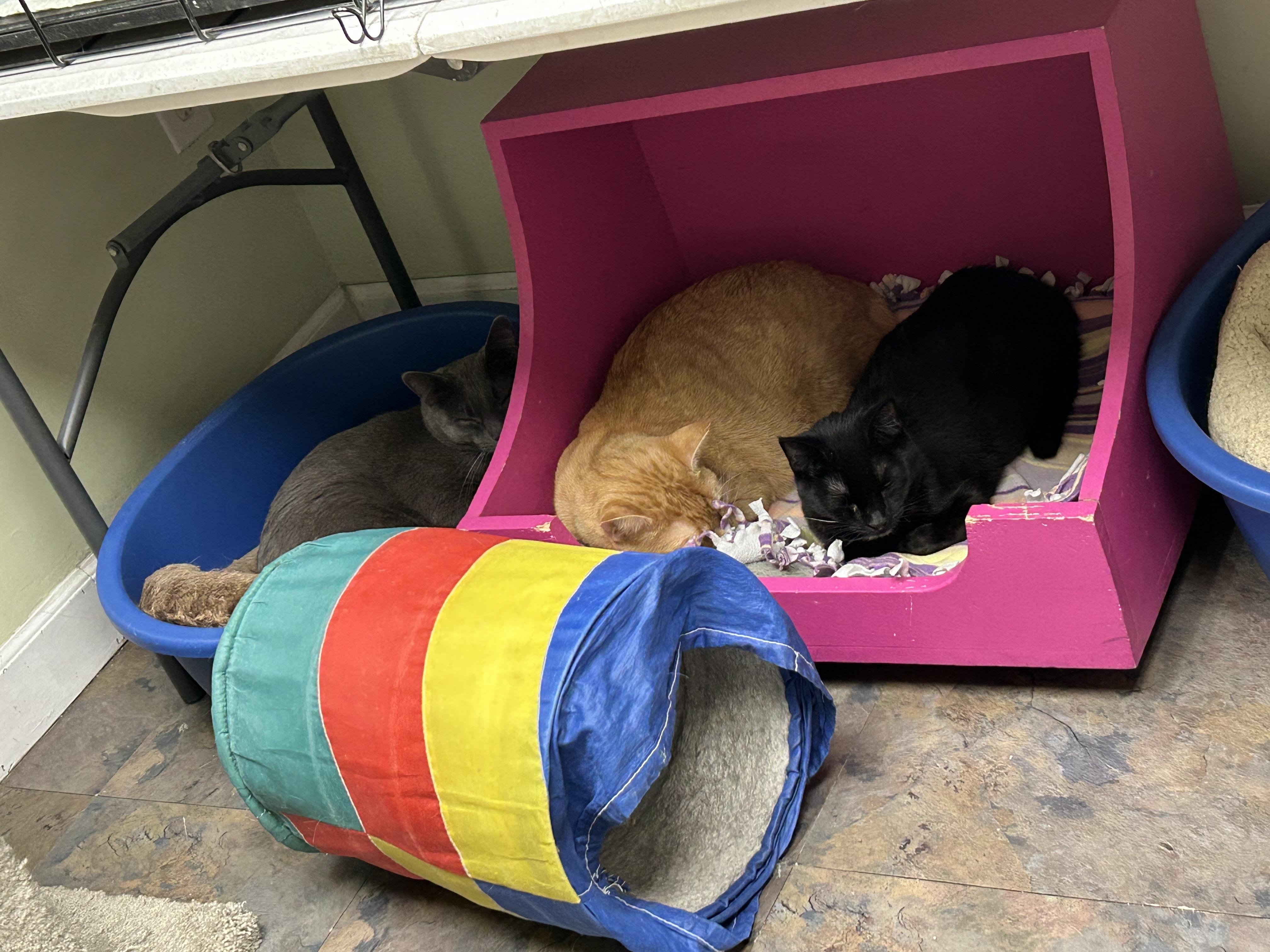 Enlarge Jack O'Lantern (Jack), a Adoptable Domestic Short Hair in Cape May, NJ image 3/3