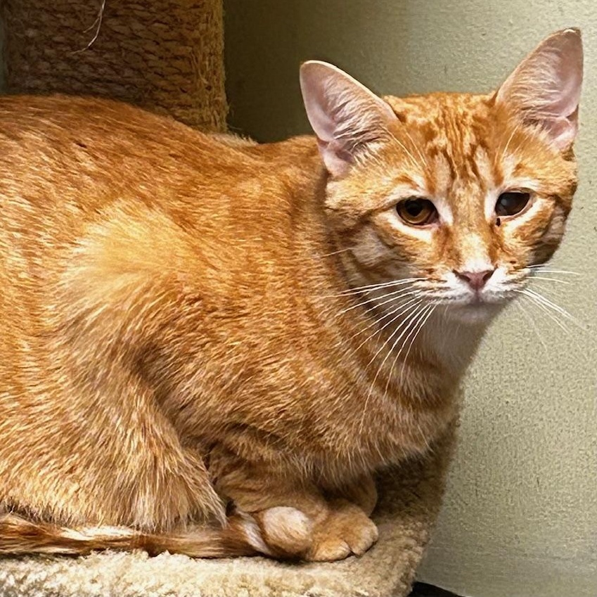 Enlarge Jack O'Lantern (Jack), a Adoptable Domestic Short Hair in Cape May, NJ image 1/1