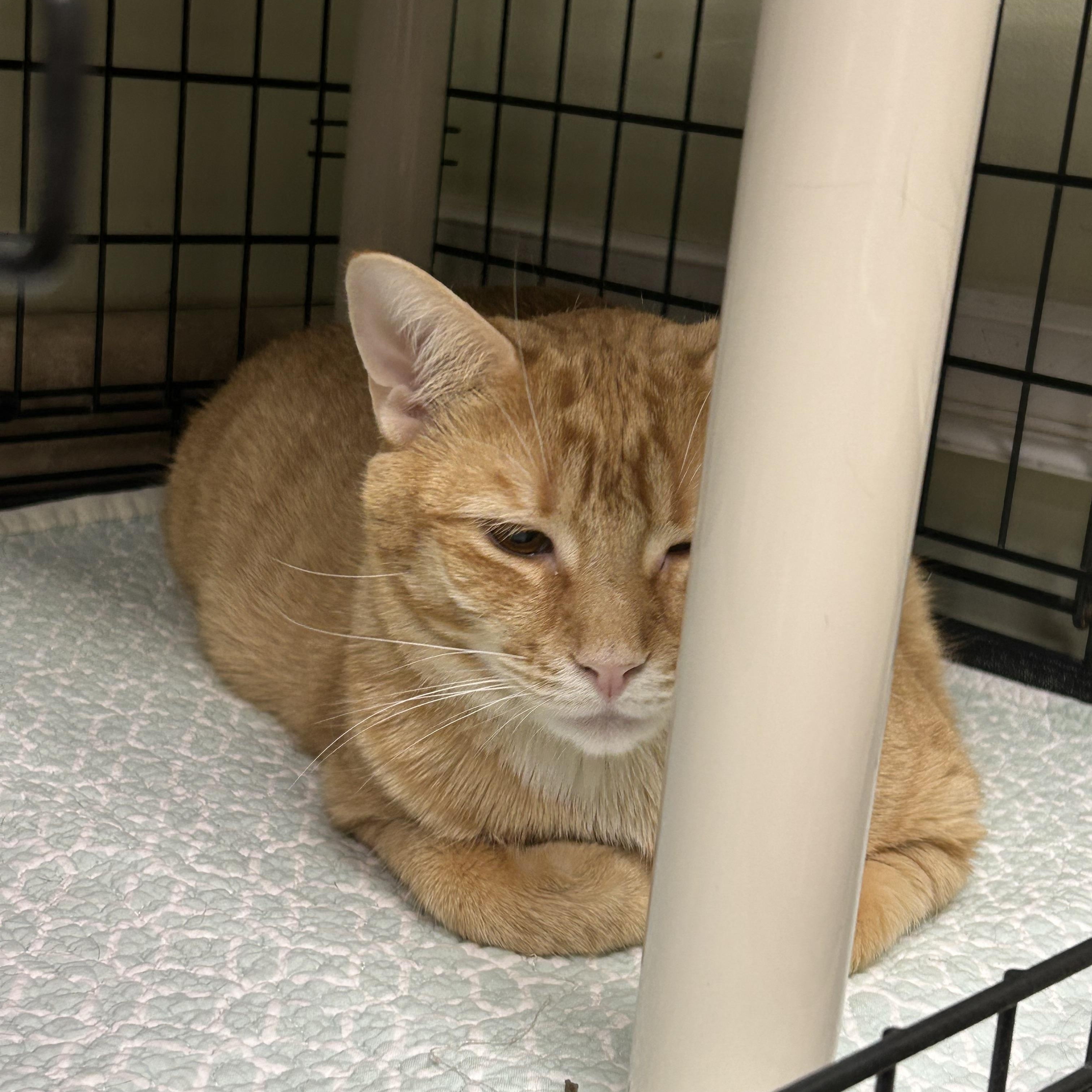 Enlarge Jack O'Lantern (Jack), a Adoptable Domestic Short Hair in Cape May, NJ image 2/3