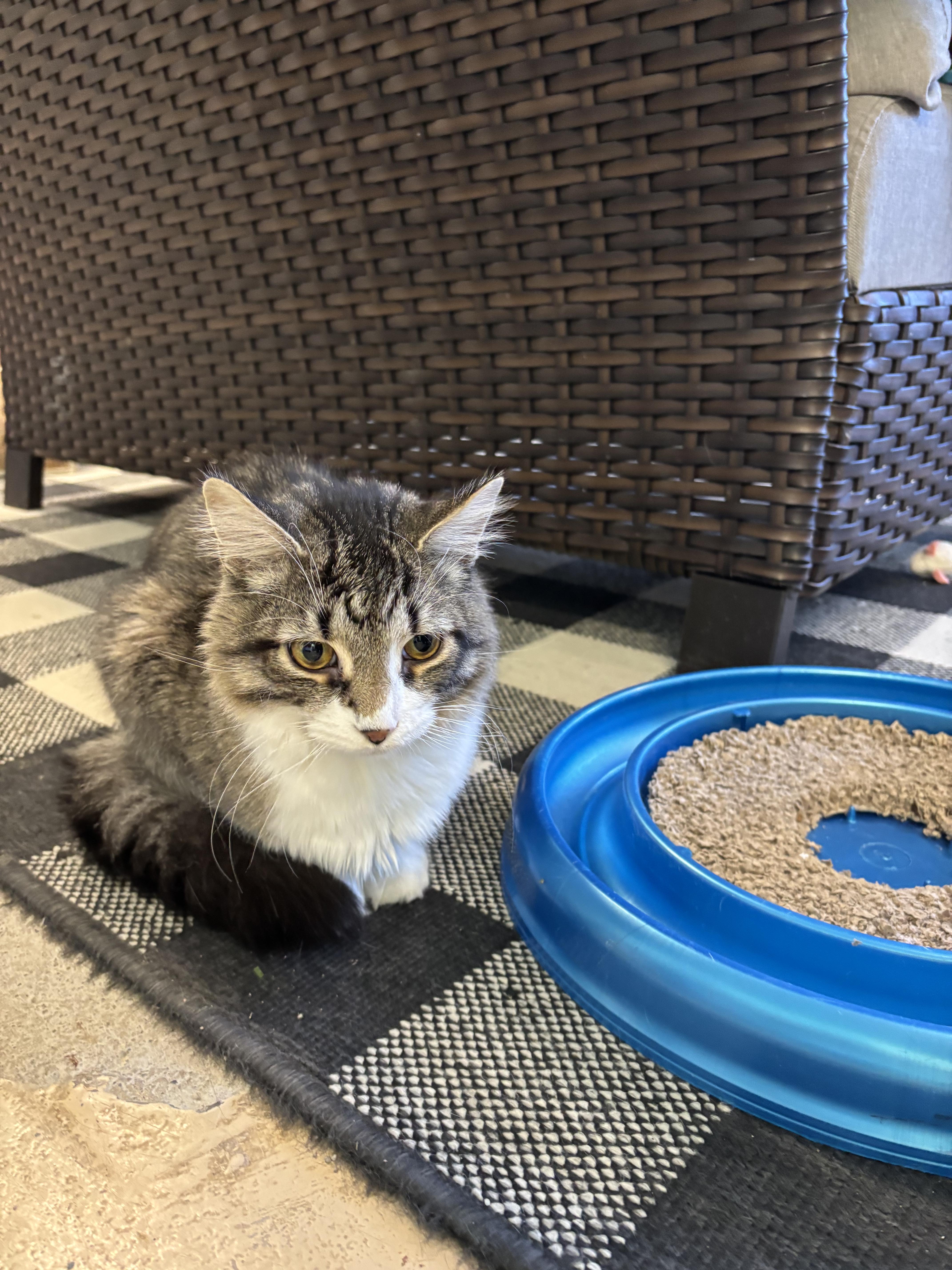 Chuck, ADOPTABLE, Young Male Domestic Medium Hair.