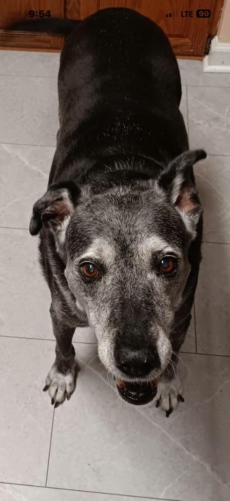 Enlarge Bella, a Adopted mixed breed in Crossville, TN image 1/6