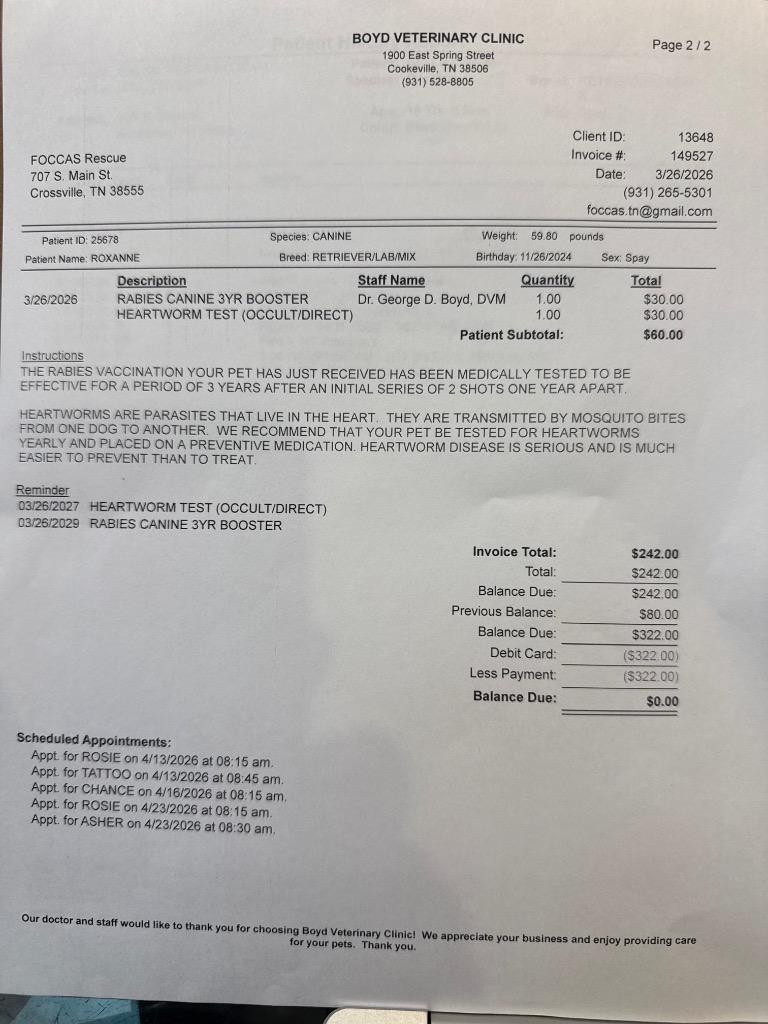 Enlarge Bella, a Adopted mixed breed in Crossville, TN image 2/6