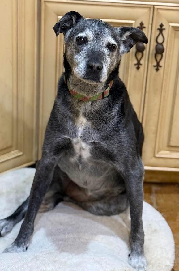 Enlarge Bella, a Adopted mixed breed in Crossville, TN image 3/6